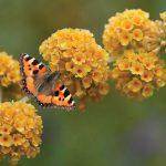 Buddleja globosa yellow ball Buddleia
