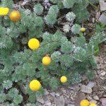 cotula hispida 1