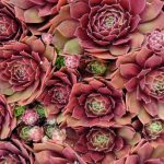 cuvarkuca rockenroll rosette 1