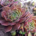 cuvarkuca rockenroll rosette