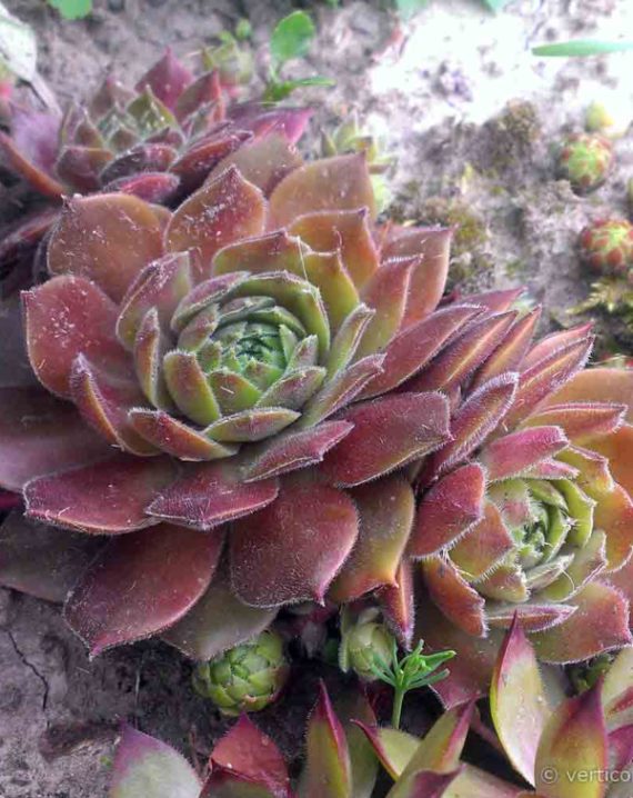 cuvarkuca rockenroll rosette