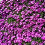 delosperma cooperi 1