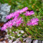 Delosperma cooperi flowers in the garden