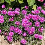 delosperma cooperi 3