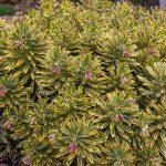 euphorbia martinii 1