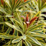 euphorbia martinii