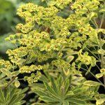 euphorbia martinii 2