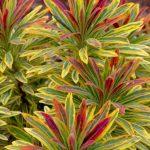 euphorbia martinii 3
