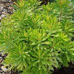 euphorbia martinii 4