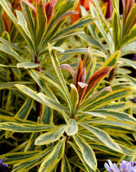 euphorbia martinii
