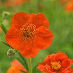 geum coccineum 1