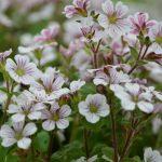 gypsophila cerastioides 2