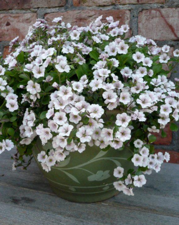 gypsophila cerastioides