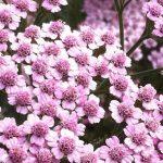 haducka trava pink 1