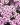 haducka trava pink 1