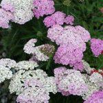 hajducka trava pink
