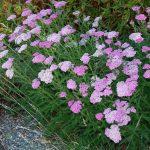 hajducka trava pink 2