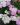 hajducka trava pink