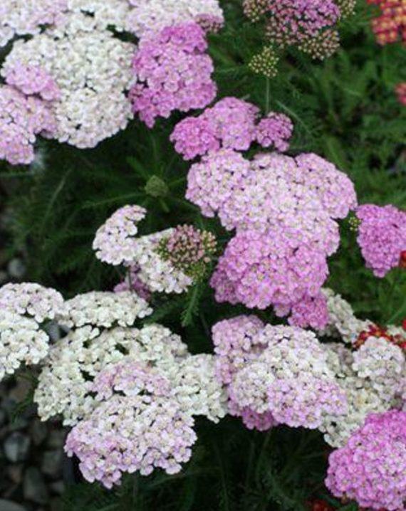 hajducka trava pink