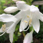 hosta plantaginea grandiflora 1