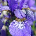 iris ljubicasti 1