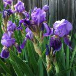 iris ljubicasti