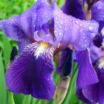 iris ljubicasti 2