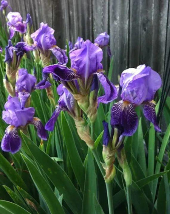 iris ljubicasti