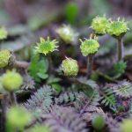 leptinella potentillina 1