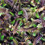 leptinella potentillina