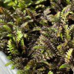 leptinella potentillina 2