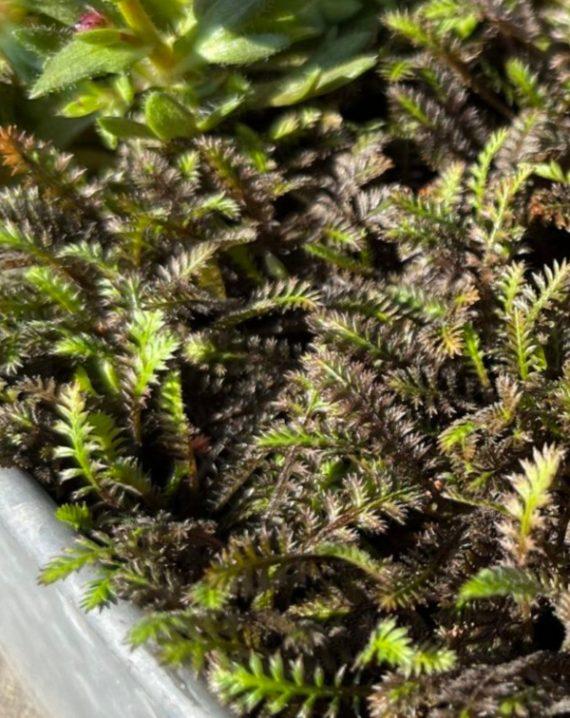 leptinella potentillina 2