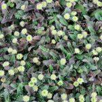 leptinella potentillina 3