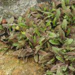 leptinella potentillina 5