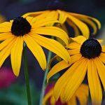 rudbeckia fulgida 1