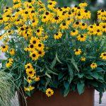rudbeckia fulgida