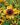 rudbekija berlin 1