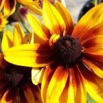 rudbekija berlin
