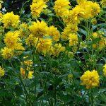 rudbekija laciniata 1