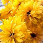 rudbekija laciniata