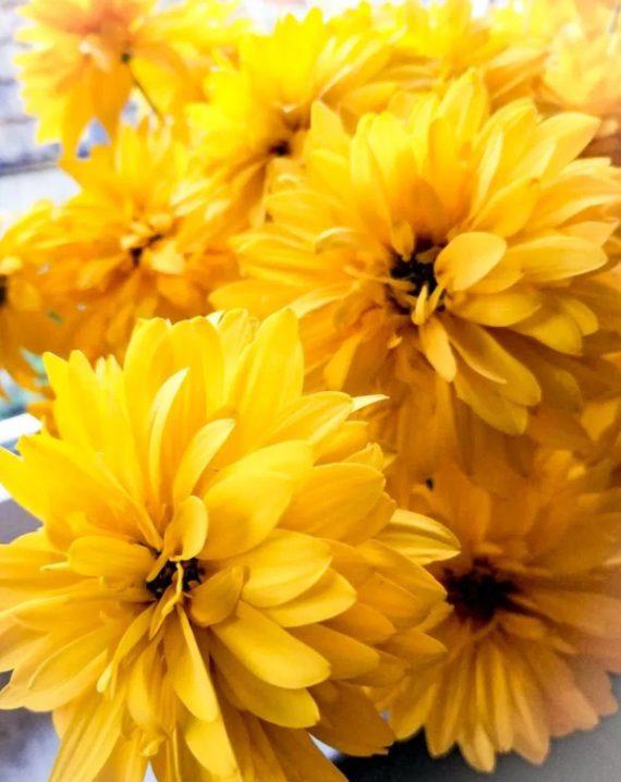 rudbekija laciniata