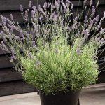 sarenolisna lavanda 1