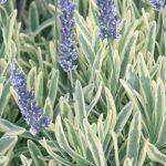 sarenolisna lavanda