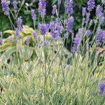 sarenolisna lavanda 2