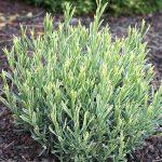 sarenolisna lavanda 3