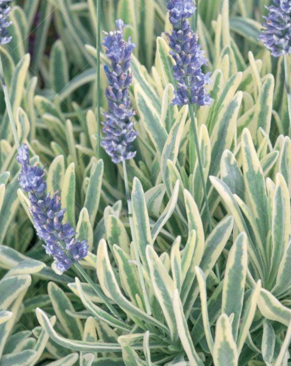 sarenolisna lavanda