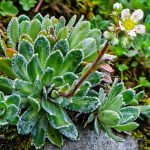 saxifraga cotyledon 1