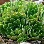 saxifraga cotyledon