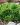 saxifraga cotyledon