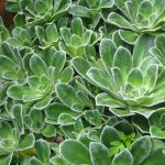 saxifraga cotyledon 3 (1)